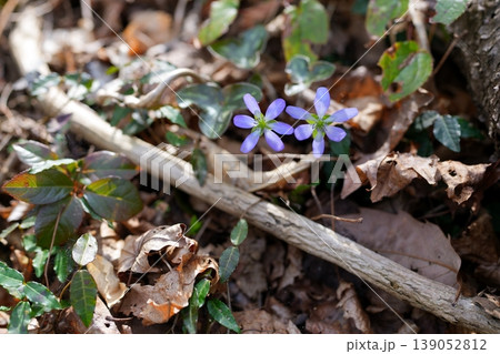 ミスミソウの花 ミスミソウの花 139052812