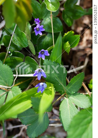 ミスミソウの花 ミスミソウの花 139052817