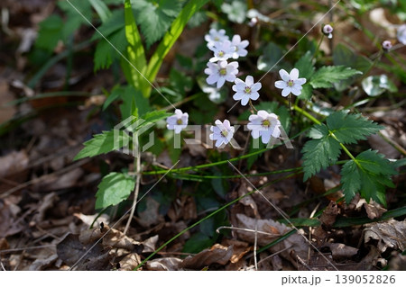 ミスミソウの花 ミスミソウの花 139052826