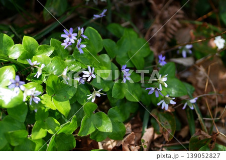 ミスミソウの花 139052827