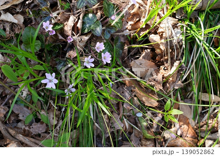 ミスミソウの花 ミスミソウの花 139052862