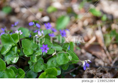 ミスミソウの花 ミスミソウの花 139052864