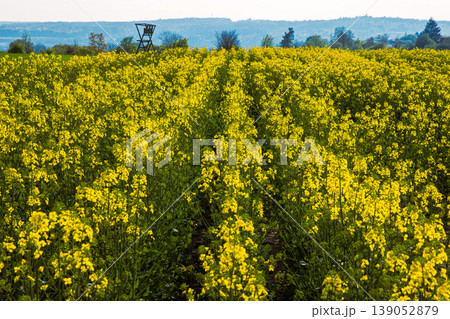Field with symmetrical rows of blooming yellow rapeseed and distant forest with hunting stand under the clear sky Field with symmetrical rows of blooming yellow rapeseed and distant forest with hunting stand under the clear sky 139052879