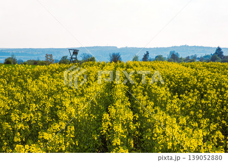 Field with symmetrical rows of blooming yellow rapeseed and distant forest with hunting stand under the clear sky 139052880