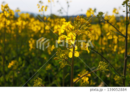 Rural landscape with blooming yellow rapeseed flowers in spring field under soft sunlight against white cloudy sky. Selective focus Rural landscape with blooming yellow rapeseed flowers in spring field under soft sunlight against white cloudy sky. Selective focus 139052884