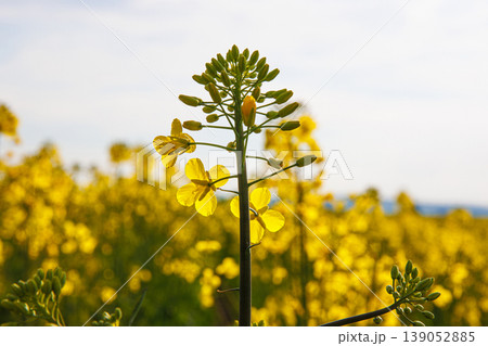 Closeup of blooming vibrant yellow rapeseed flowers in spring field under soft sunlight against blue sky with white clouds. Selective focus Closeup of blooming vibrant yellow rapeseed flowers in spring field under soft sunlight against blue sky with white clouds. Selective focus 139052885