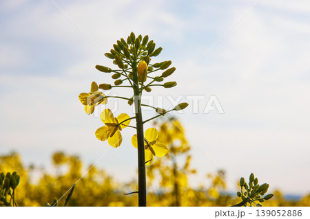 Closeup of blooming vibrant yellow rapeseed flowers in spring field under soft sunlight against blue sky with white clouds. Selective focus 139052886