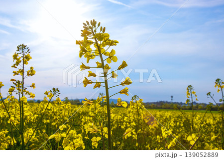 Closeup of blooming vibrant yellow rapeseed flowers in spring field under soft sunlight against blue sky with white clouds. Selective focus Closeup of blooming vibrant yellow rapeseed flowers in spring field under soft sunlight against blue sky with white clouds. Selective focus 139052889