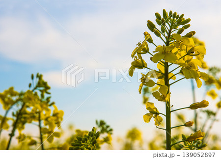 Closeup of blooming vibrant yellow rapeseed flowers in spring field under soft sunlight against blue sky with white clouds. Selective focus Closeup of blooming vibrant yellow rapeseed flowers in spring field under soft sunlight against blue sky with white clouds. Selective focus 139052897