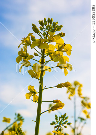 Closeup of blooming vibrant yellow rapeseed flowers in spring field under soft sunlight against blue sky with white clouds. Selective focus Closeup of blooming vibrant yellow rapeseed flowers in spring field under soft sunlight against blue sky with white clouds. Selective focus 139052898