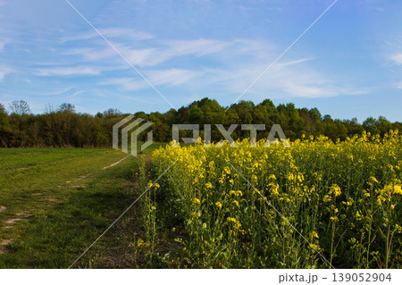 Rapeseed field in full bloom beside forest path under blue spring sky. Rural landscape scene. Rapeseed field in full bloom beside forest path under blue spring sky. Rural landscape scene. 139052904