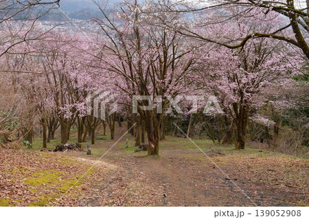 桜の花 桜の花 139052908