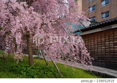 桜の花 桜の花 139052919