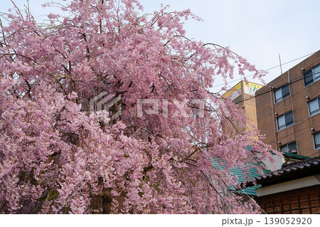 桜の花 桜の花 139052920