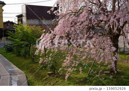 桜の花 桜の花 139052926