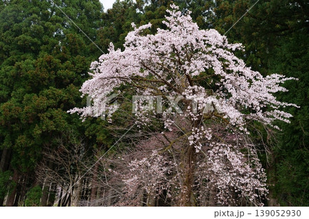 桜の花 桜の花 139052930