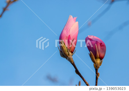 Two pink magnolia buds on a branch set against a clear blue sky. Closeup of blooming magnolia flower buds reaching toward the sky on a sunny spring day, Minimal composition. Copy space 139053023