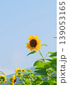 ひまわり01 139053165