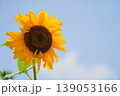ひまわり02 139053166