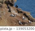岬にいたカモメとウミウ 139053200
