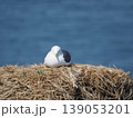 海辺のカモメ 139053201