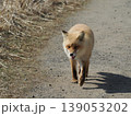 散歩しているキタキツネ 139053202