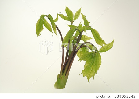 コシアブラ 139053345