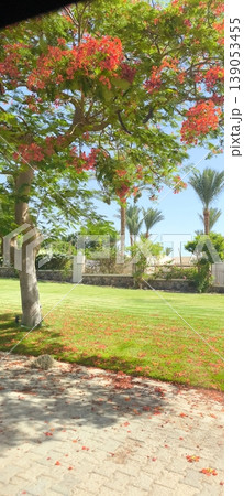 Blooming flame tree Delonix reginae over green lawn with fallen flowers 139053455