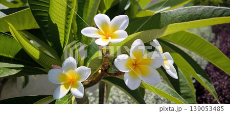 Frangipane Plumeria Flowers in the Sun Frangipane Plumeria Flowers in the Sun 139053485
