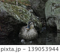 水浴びをするカルガモ 139053944