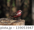 木の杭に止まるオオマシコ 139053947