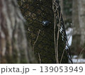 ネットの中で食事をするゴジュウカラ 139053949