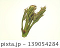 タラの芽 139054284