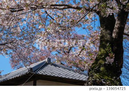 寺の桜 寺の桜 139054725