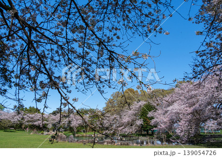 桜並木と青空 桜並木と青空 139054726