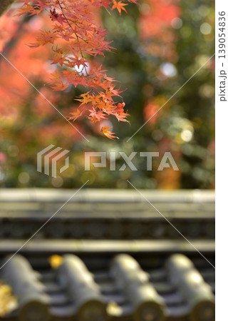 河合神社の赤く色づいているモミジの葉 河合神社の赤く色づいているモミジの葉 139054836