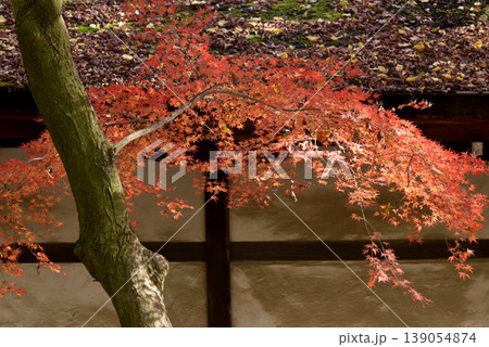 河合神社の屋根に積もった落葉と紅葉したもみじ 139054874