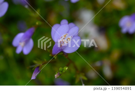 ムラサキサギゴケの花・紫鷺苔 ムラサキサギゴケの花・紫鷺苔 139054891