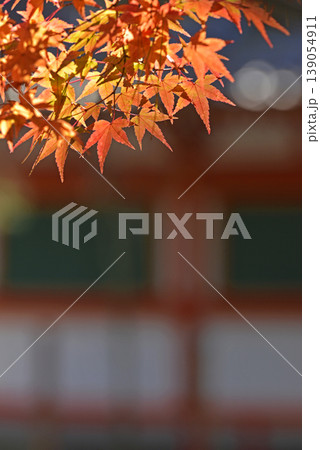 京都モミジの紅葉 139054911