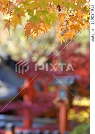 京都朱塗りの灯篭と紅葉 京都朱塗りの灯篭と紅葉 139054918