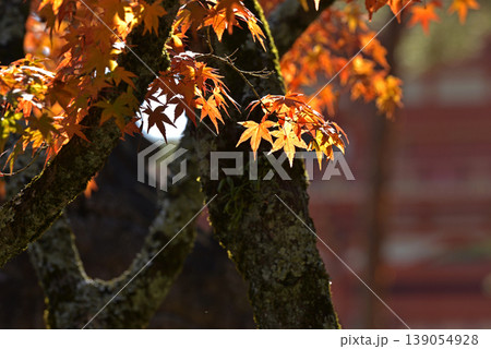 京都モミジの小枝の紅葉 京都モミジの小枝の紅葉 139054928