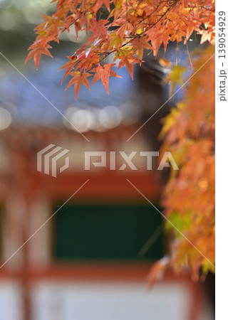 京都モミジの紅葉 京都モミジの紅葉 139054929