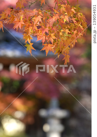 今宮神社の紅葉 今宮神社の紅葉 139054931
