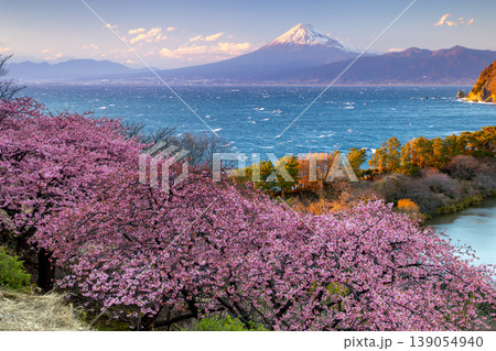 静岡県沼津市井田　斜面の満開の早咲き河津桜と白波の駿河湾と夕暮れの冠雪した富士山の景色 139054940
