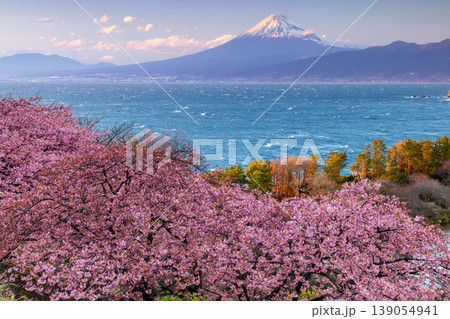静岡県沼津市井田　斜面の満開の早咲き河津桜と白波の駿河湾と夕暮れの冠雪した富士山の景色 139054941