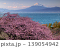 静岡県沼津市井田　斜面の満開の早咲き河津桜と白波の駿河湾と夕暮れの冠雪した紅富士の景色 139054942