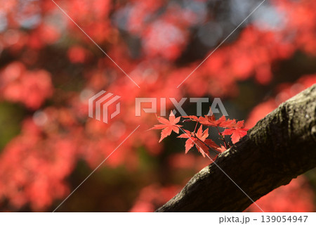 紅葉が盛りの中の小さな枝のモミジ 139054947