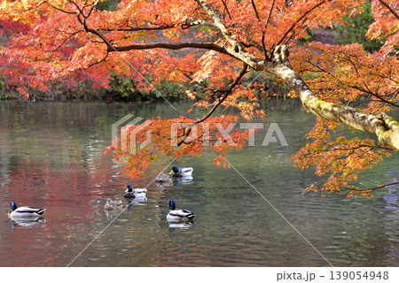 紅葉したモミジと池で泳ぐ鴨 紅葉したモミジと池で泳ぐ鴨 139054948