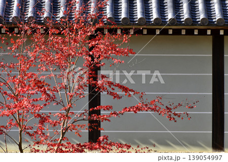 仁和寺の塀と紅葉 仁和寺の塀と紅葉 139054997