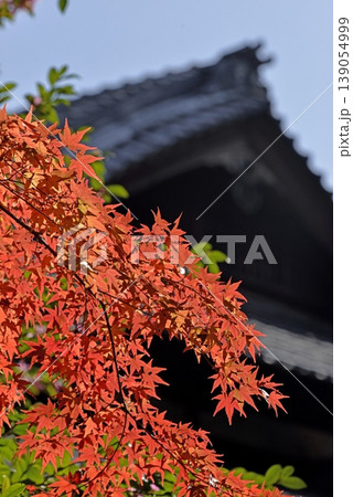 仁和寺の紅葉と山茶花 仁和寺の紅葉と山茶花 139054999